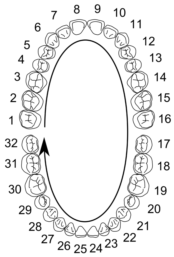 Dental numbering systems